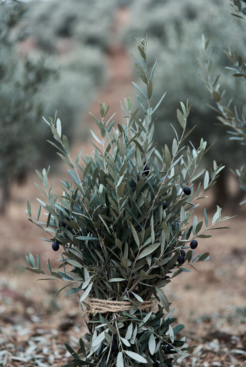 Olive Branches