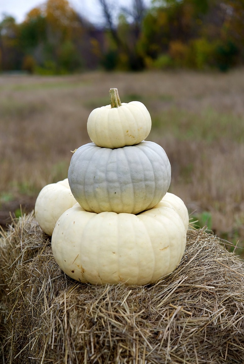 White Pumpkin